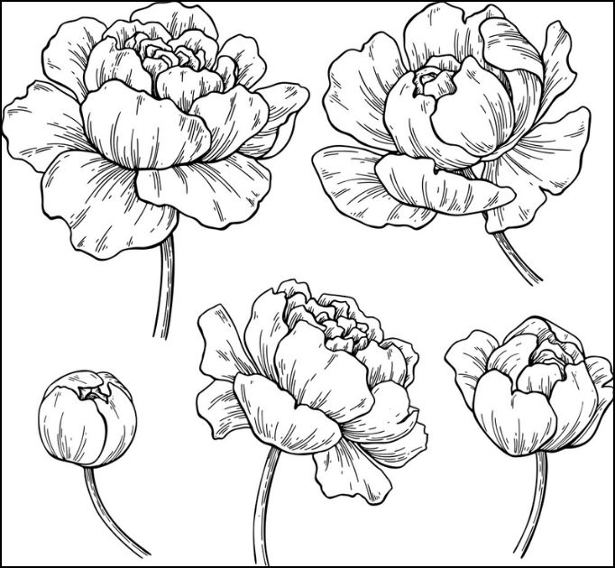 How to Draw a Peony in Simple Steps