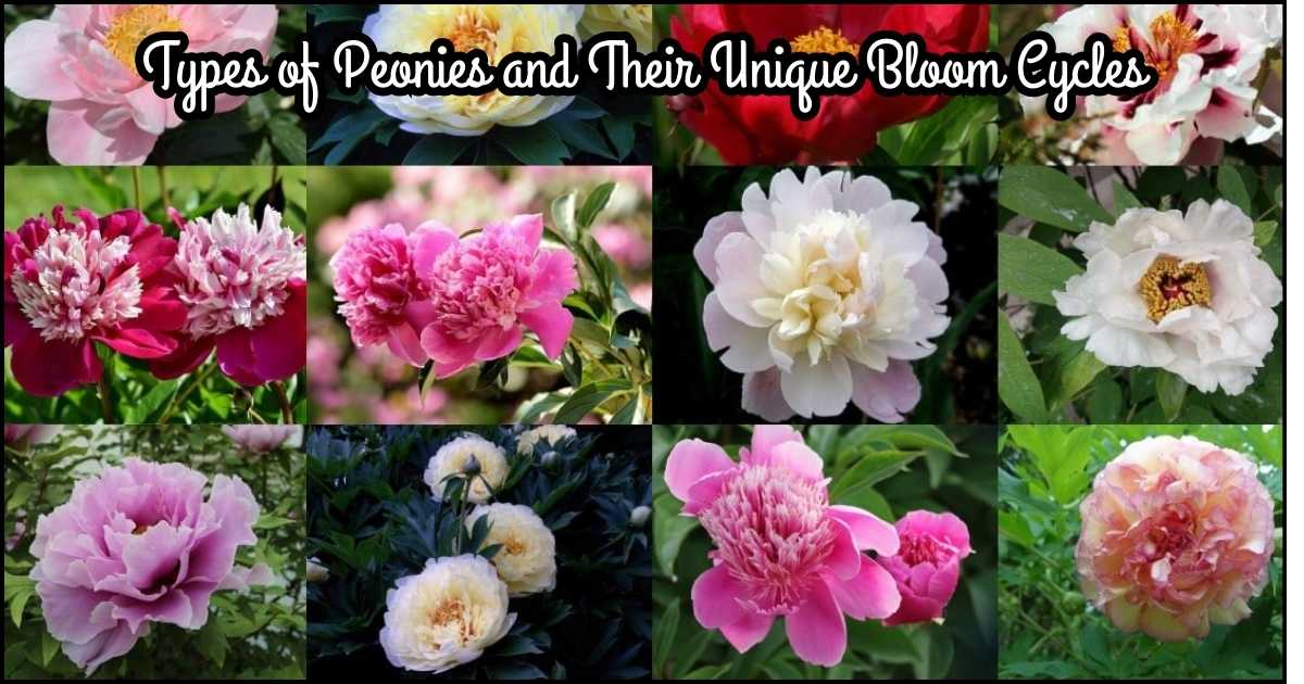 Types of Peonies and Their Unique Bloom Cycles