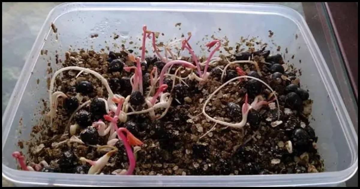 Best Time to Plant Peony Seeds