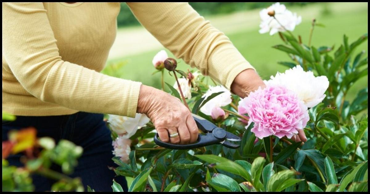 Maintaining and Dividing Peonies for Longevity